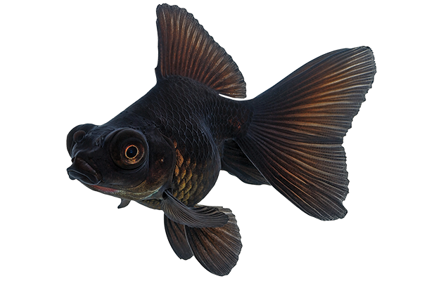 BlackGoldfish